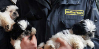 Aversa: cuccioli importati dall’estero, scoperta maxi evasione fiscale