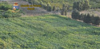 VIDOE – Giugliano: sequestrata piantagione di marjuana