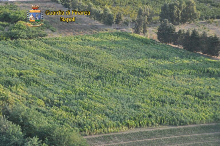 VIDOE – Giugliano: sequestrata piantagione di marjuana