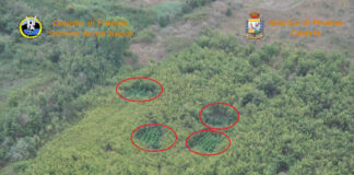 Santa Maria la fossa, sequestrata una piantagione di marjuana