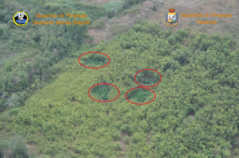 Santa Maria la fossa, sequestrata una piantagione di marjuana