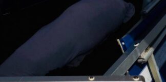 Tragedia incredibile, dichiarata morta si sveglia nella cella frigorifero dell’obitorio: ma muore per il freddo