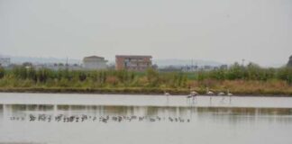 Bracconaggio nell’Oasi delle Soglitelle tra Licola e Villa Literno: quattro persone denunciate e armi sequestrate