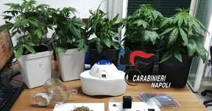 Coltiva 5 piante di marijuana dentro una serra ricavata in casa: arrestato 35enne del Napoletano