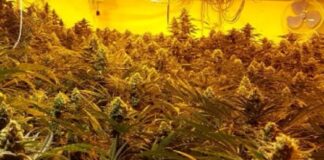Polizia in azione a Pianura, scoperta mega serra con 96 piante di marijuana: bloccato uomo in fuga