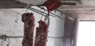 Macellano maiali abusivamente in un seminterrato, 45enne e 59enne del Napoletano denunciati: sequestrati locale, carne e suini vivi