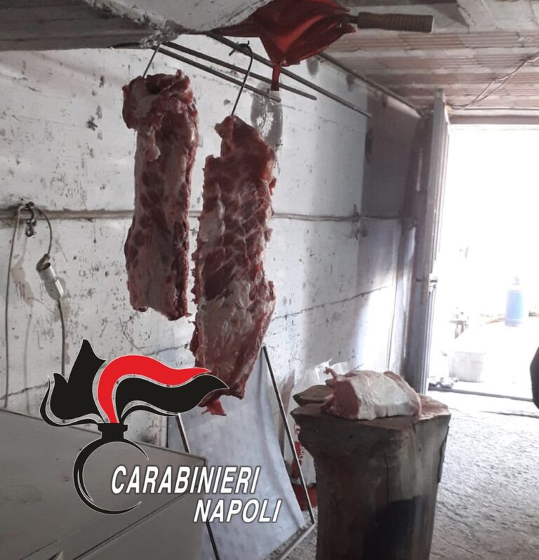 Macellano maiali abusivamente in un seminterrato, 45enne e 59enne del Napoletano denunciati: sequestrati locale, carne e suini vivi
