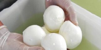Marcianise, scoperta mozzarella di bufala contraffatta: era prodotta con latte vaccino