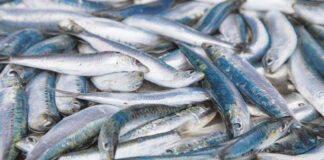 Pesci contaminati venduti nel suo supermercato: la Suprema Corte conferma la sanzione inflitta all’imprenditore del Casertano