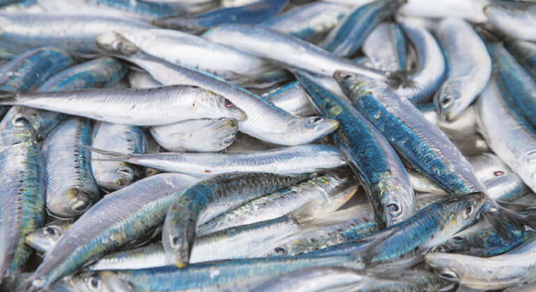 Pesci contaminati venduti nel suo supermercato: la Suprema Corte conferma la sanzione inflitta all’imprenditore del Casertano