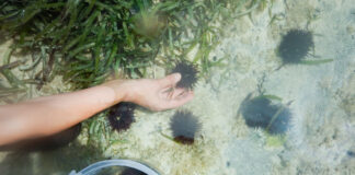 Napoli, pesca di frodo nel Parco Sommerso della Gaiola: in due fermati dai carabinieri subacquei