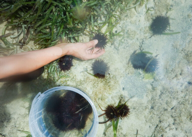 Napoli, pesca di frodo nel Parco Sommerso della Gaiola: in due fermati dai carabinieri subacquei