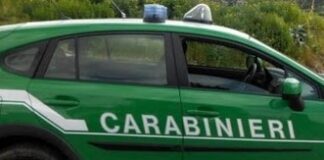Abusivismo edilizio a Ischia, carabinieri forestali sequestrano un cantiere: proprietario denunciato e sanzionato