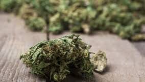 Scoperta piantagione di marijuana nel Casertano: arrestato 32enne: sequestrate 103 piante per oltre 66 chili di prodotto