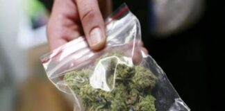 Guardia di Finanza sequestra piantagione di canapa nel Casertano, hashish e marijuana per il popolo della movida