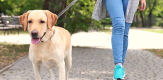 Coronavirus, stretta anti contagio a Santa Maria Capua Vetere: “Limite a 150 metri dalle abitazioni per spostamenti con animali d’affezione”