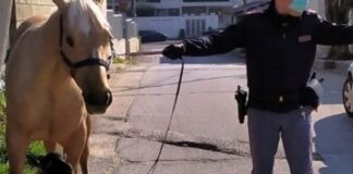 “Devo portare gli animali a passeggio” e va in giro con cavallo e capretta: 49enne di Giugliano denunciato per violazione delle misure contro il contagio da Coronavirus