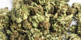 Traffico di droga, pacco con 4 chili di marijuana spedito con corriere espresso da Porto Cesareo a Napoli: il carico scoperto e sequestrato dalla guardia di finanza