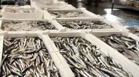 Emergenza economica nel Napoletano, la solidarietà del mercato ittico di Volla: 170 chili di pesce donato alle famiglie in difficoltà