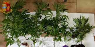 Supermarket della droga a Caserta, marijuana e cocaina nascoste in casa: arrestato pusher 31enne col pollice verde
