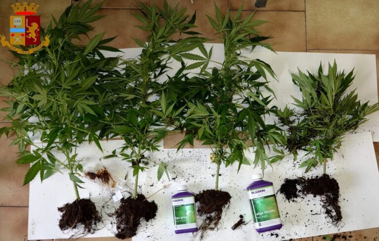 Supermarket della droga a Caserta, marijuana e cocaina nascoste in casa: arrestato pusher 31enne col pollice verde