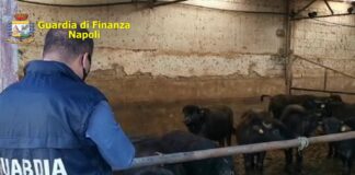 Il latte del clan dei casalesi, i fratelli del boss Michele Zagaria cercano di rimettere le mani sulla ditta commissariata: sequestrata azienda bufalina nel Casertano