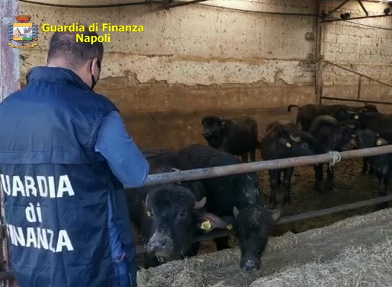 Il latte del clan dei casalesi, i fratelli del boss Michele Zagaria cercano di rimettere le mani sulla ditta commissariata: sequestrata azienda bufalina nel Casertano