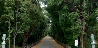 VIDEO Napoli, la meraviglia è di scena: dopo il lockdown e gli importanti lavori di restauro lunedì 18 maggio riapre il Real Bosco di Capodimonte