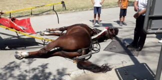 Cavallo morto nella Reggia: unanime lo sdegno del mondo politico, mentre prosegue l’inchiesta della magistratura