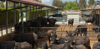 Brucellosi negli allevamenti, Caramiello (M5S): “La Regione Campania senza un piano di azione mentre continua la mattanza dei bovini”