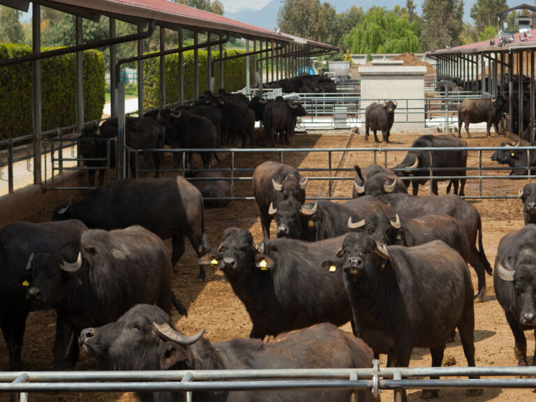 Brucellosi in Campania: il Tar respinge ricorso contro il Piano di eradicazione