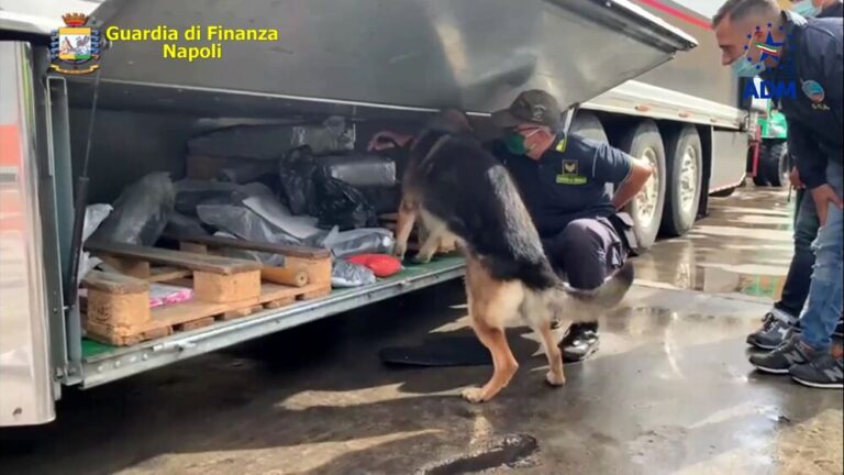 Cani antidroga e speciali scanner in azione nel porto di Napoli: sequestro di hashish per 3 milioni di euro