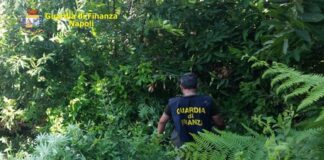 Napoli, sequestrate piante di marijuana, denunciate tre persone