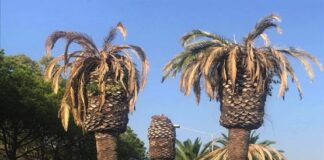 Caserta, il viale delle palme perdute. Anni di lotta al punteruolo rosso gettati alle più classiche delle ortiche