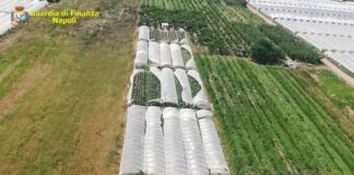 Giugliano: sequestrate serre con 3200 piantine di marijuana, arrestate due persone
