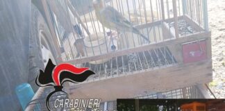 Controlli antibracconaggio: sequestrati e fatti volare sei cardellini, un 34enne denunciato