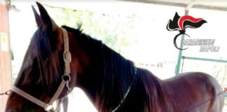 Sostanze dopanti negli ippodromi e gare truccate: eseguiti dai carabinieri quattro provvedimenti cautelari