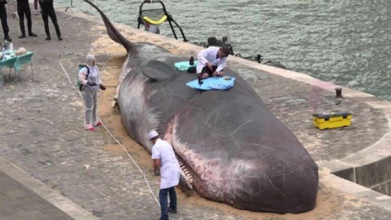 Porto di Sorrento: prosegue il sezionamento della balena trovata senza vita giovedì scorso
