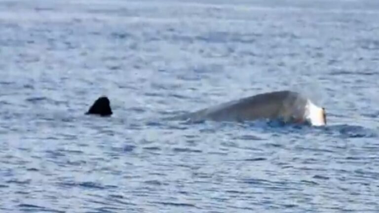 Sorrento: potrebbe essere della balena madre il corpo del cetaceo morto nel porto