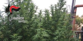 Terreno occupato abusivamente per la coltivazione di marijuana, cinque persone arrestate dai carabinieri