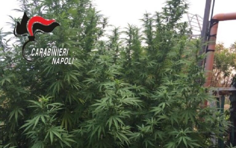 Terreno occupato abusivamente per la coltivazione di marijuana, cinque persone arrestate dai carabinieri