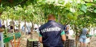 Mondragone: sfruttamento manodopera nel settore agricolo, due imprenditori arrestati