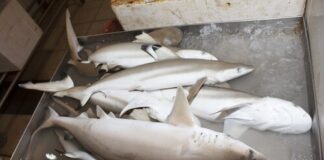 Carne di squalo raro in vendita, denunciato il titolare di una pescheria di Agropoli