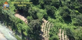 Salerno, Finanza in azione: sequestrate due coltivazioni di marijuana