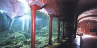 Dopo tre anni di lavori riaperto l’acquario di Napoli, da sabato ingresso anche del pubblico