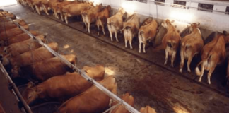 Sant’Arpino, 27 bovini tenuti in pessime condizioni: di nuovo nel mirino la ditta del marito del consigliere Speranza Belardo. Ordinanza di sgombero