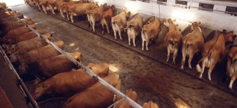 Sant’Arpino, 27 bovini tenuti in pessime condizioni: di nuovo nel mirino la ditta del marito del consigliere Speranza Belardo. Ordinanza di sgombero