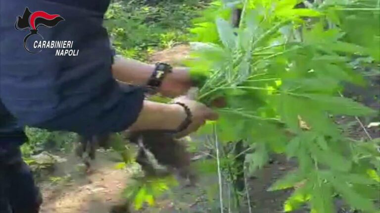 Droga sui monti Lattari, arresti tra Lettere e Pimonte: sequestrate 300 piante di cannabis