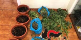 Ischia, arrestato un 49enne trovato in possesso di hashish: nella sua abitazione una piccola serra