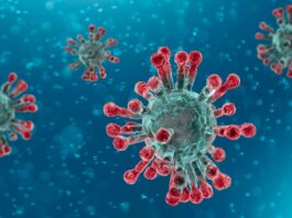 Premio Nobel 2024 per la Medicina a Victor Ambros e Gary Ruvkun per la scoperta del microRna